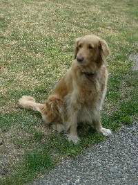 This is Gina our first dog. She's a female, like the name says it. *lol*